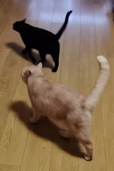 Black and orange cats walking